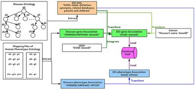 An Effective Method to Measure Disease Similarity Using Gene and Phenotype Associations